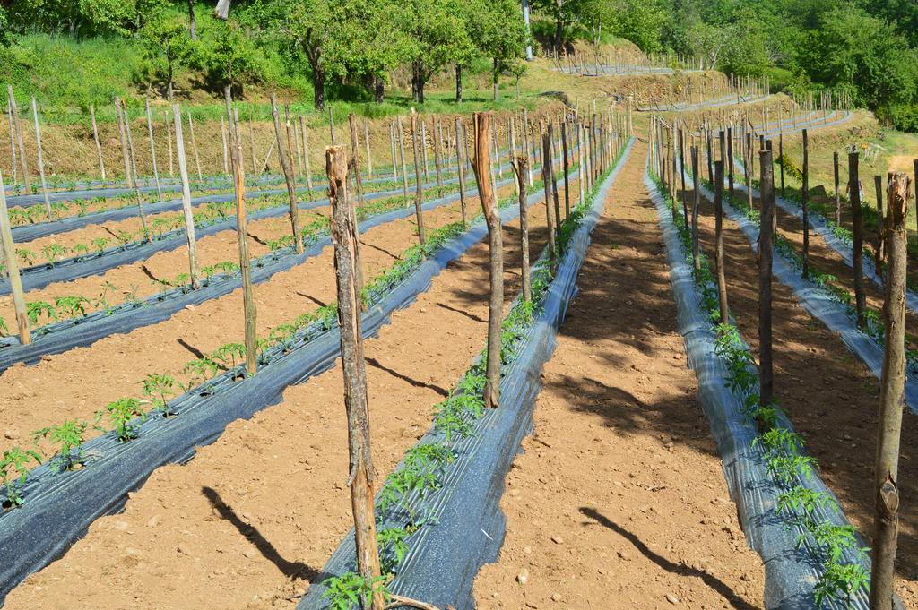 Serrastretta Agriturismo E Turre מראה חיצוני תמונה