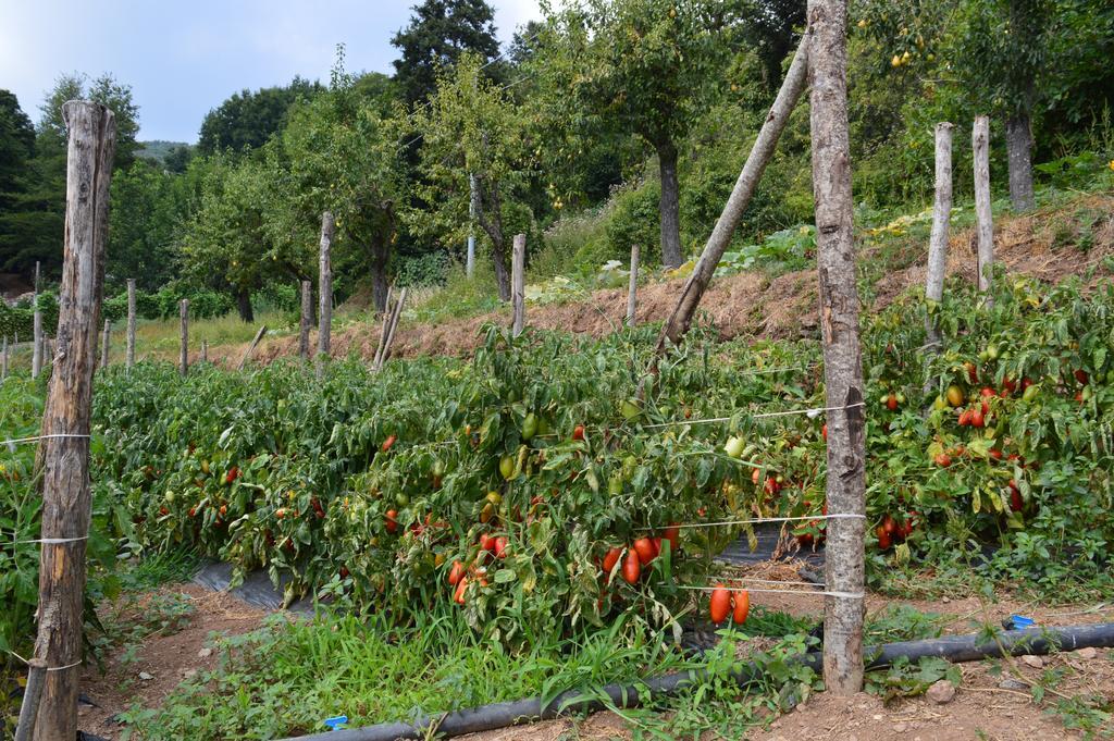 Serrastretta Agriturismo E Turre מראה חיצוני תמונה