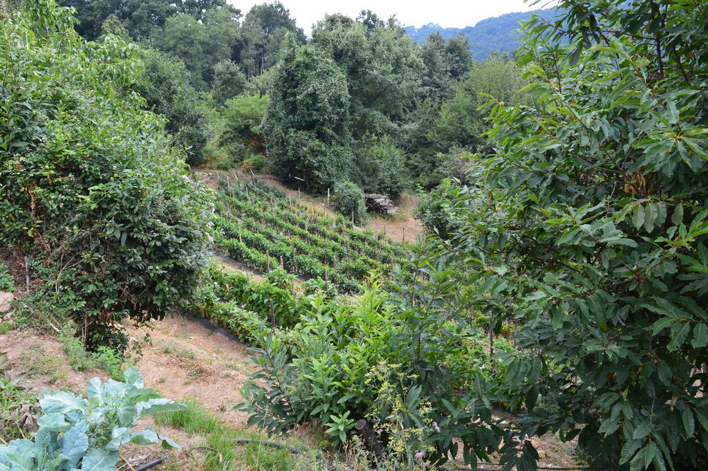 Serrastretta Agriturismo E Turre מראה חיצוני תמונה