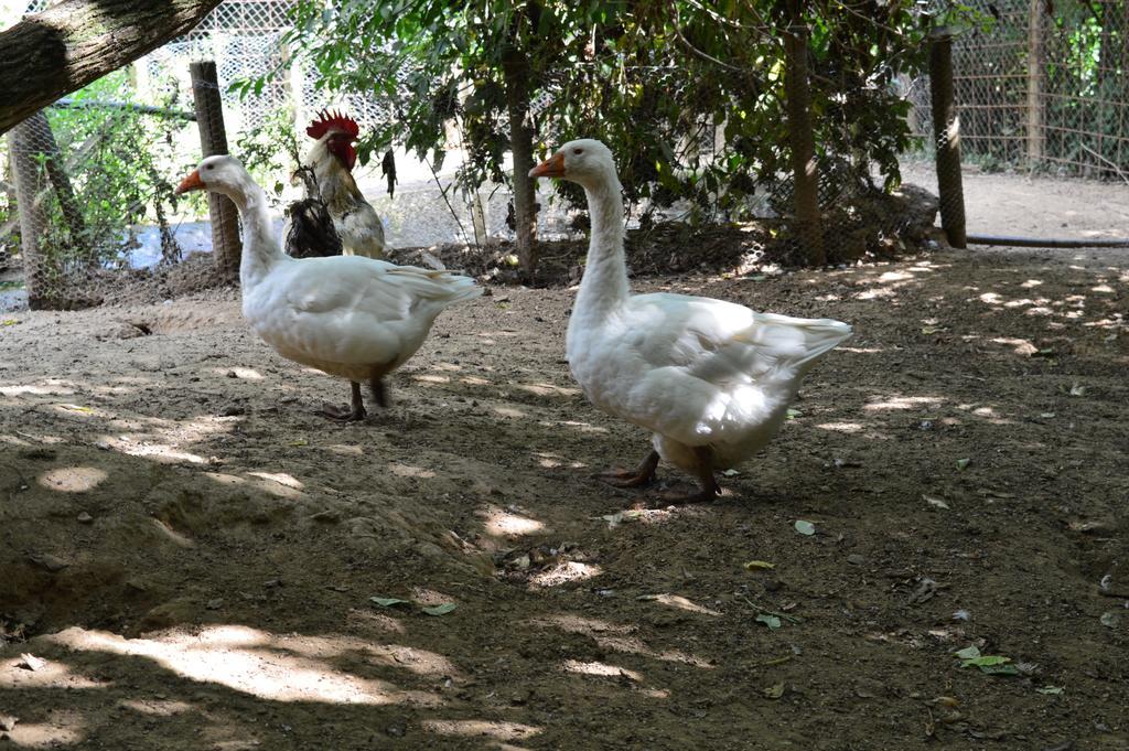 Serrastretta Agriturismo E Turre מראה חיצוני תמונה