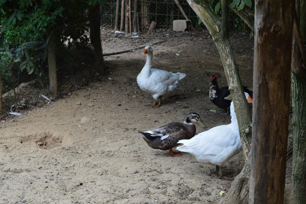 Serrastretta Agriturismo E Turre מראה חיצוני תמונה