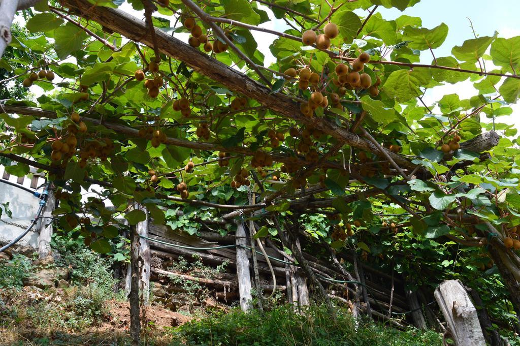 Serrastretta Agriturismo E Turre מראה חיצוני תמונה