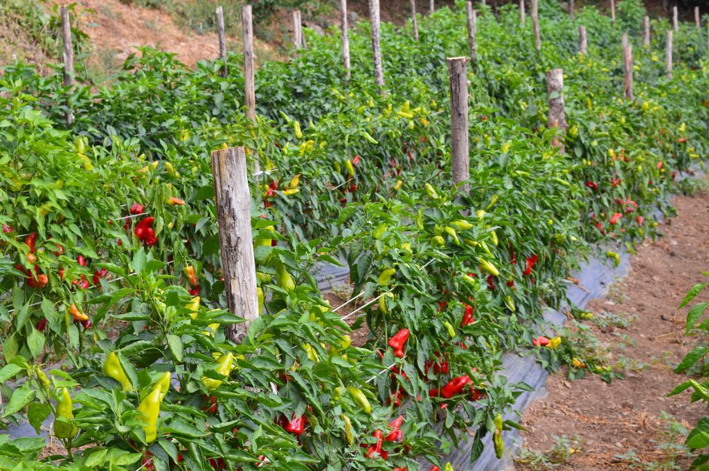 Serrastretta Agriturismo E Turre מראה חיצוני תמונה
