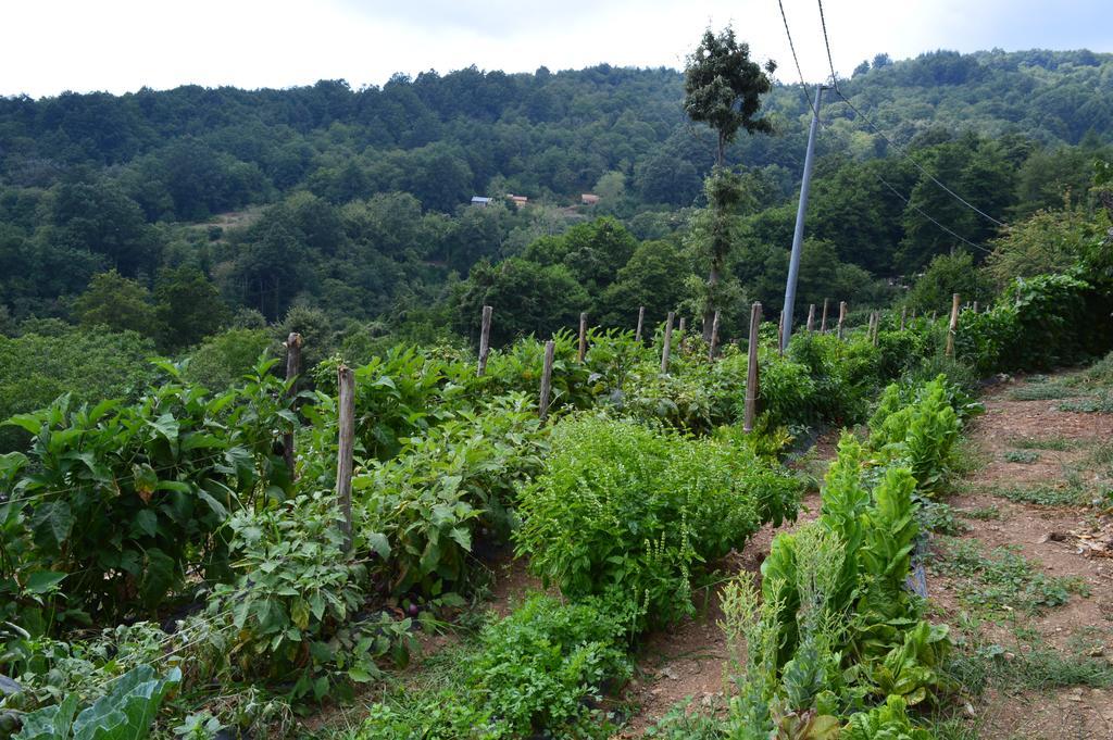 Serrastretta Agriturismo E Turre מראה חיצוני תמונה