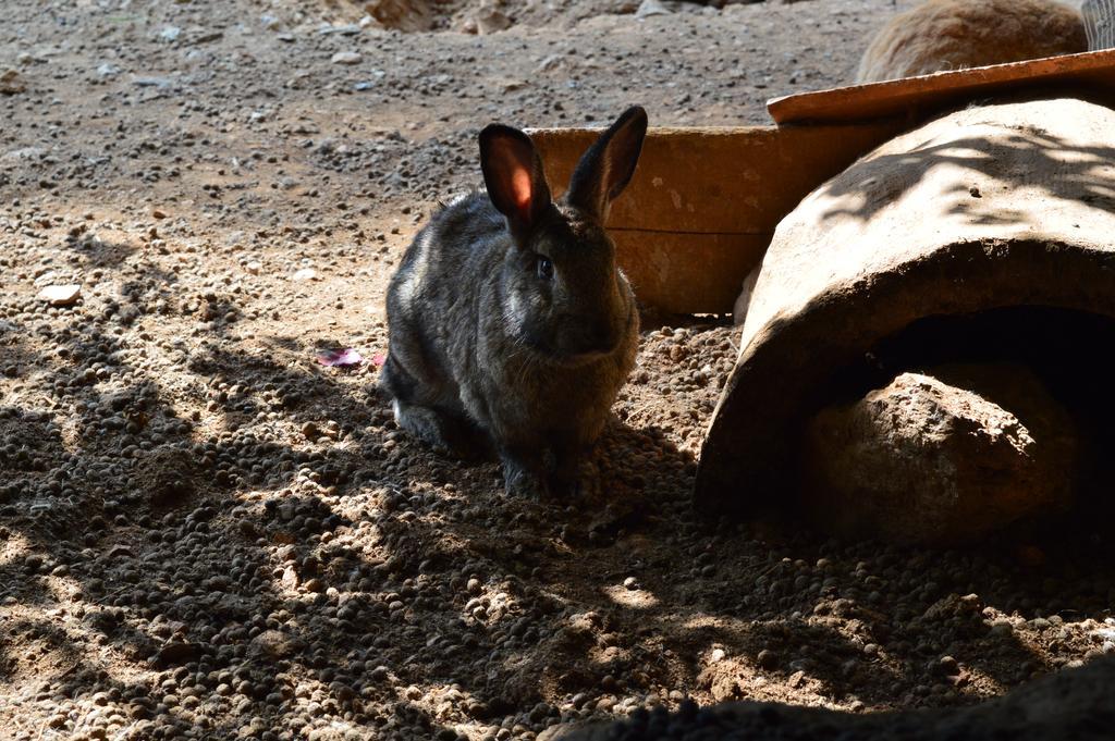 Serrastretta Agriturismo E Turre מראה חיצוני תמונה