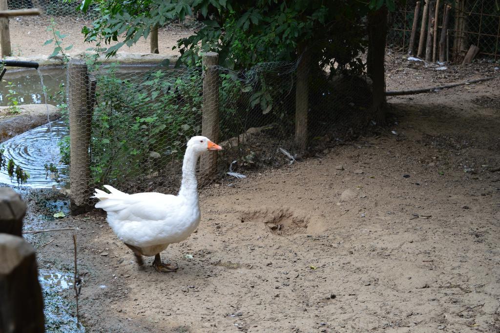 Serrastretta Agriturismo E Turre מראה חיצוני תמונה
