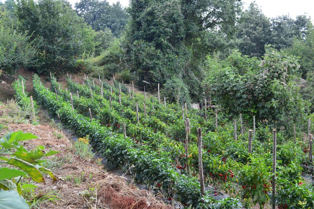 Serrastretta Agriturismo E Turre מראה חיצוני תמונה